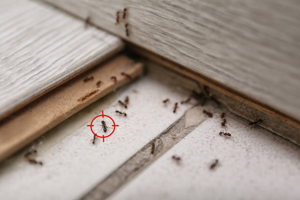 Best Bed Bug Extermination  in Chase, PA